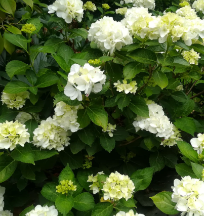 Hydrangea macrophylla Bichon
