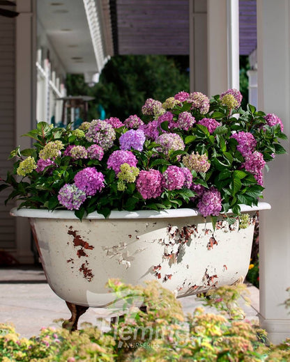 Hydrangea macrophylla Bloomstruck Endless Summer