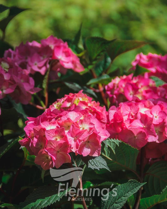 Hydrangea macrophylla Bloomstruck Endless Summer