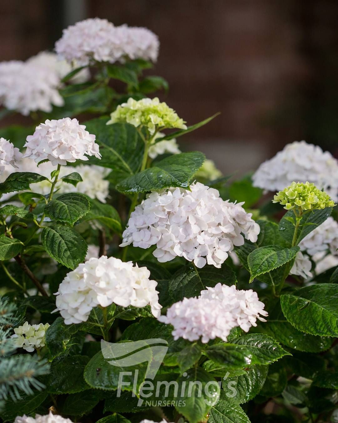 Hydrangea macrophylla Blushing Bride Endless Summer