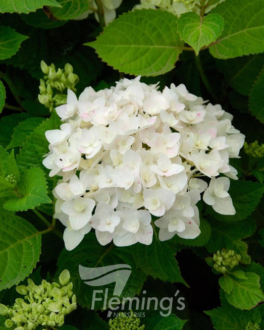 Hydrangea macrophylla Blushing Bride Endless Summer