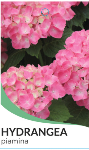 Hydrangea macrophylla Piamina