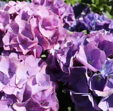 Hydrangea macrophylla Purple Ball