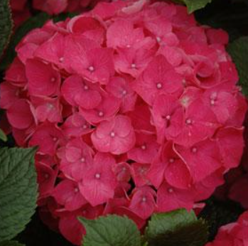 Hydrangea macrophylla Red Ball
