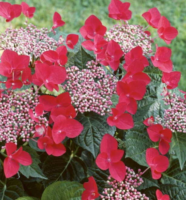 Hydrangea macrophylla Red Lace Cap