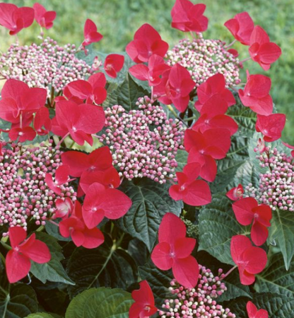 Hydrangea macrophylla Red Lace Cap
