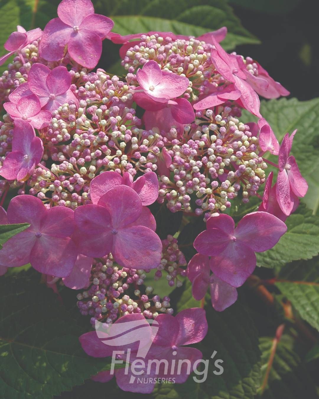 Hydrangea macrophylla Twist-n-Shout