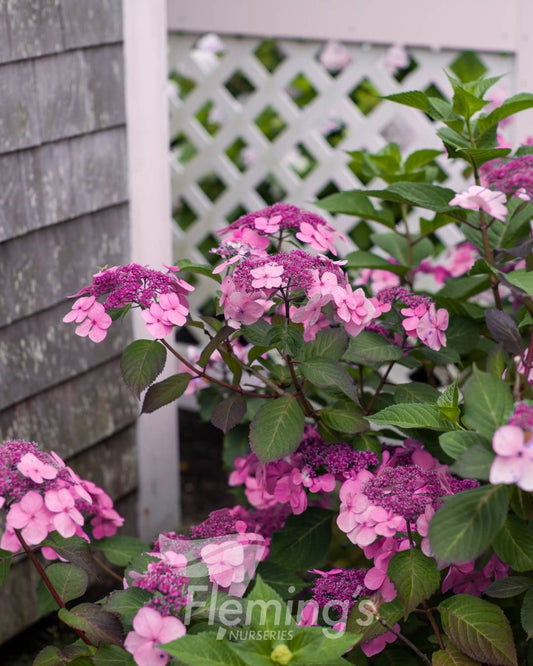 Hydrangea macrophylla Twist-n-Shout