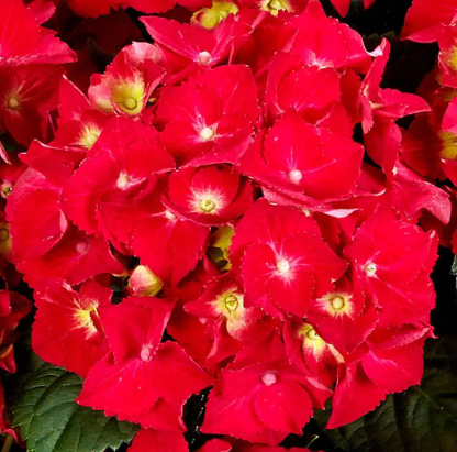 Hydrangea Tuxedo Red