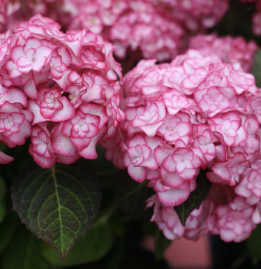 Hydrangea macrophylla 'Miss Saori'