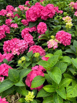 Hydrangea macrophylla Pink Ball