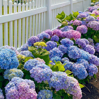Hydrangea macrophylla Pink Blue Sunset