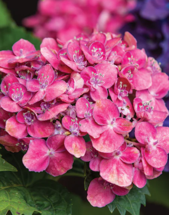 Hydrangea Schroll Popcorn Candy
