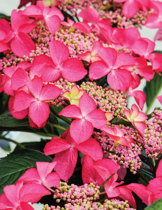 Hydrangea Strawberries and Cream