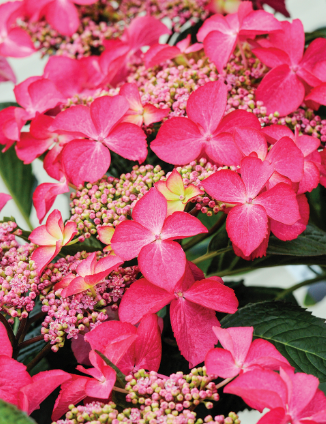 Hydrangea Toffee Apple