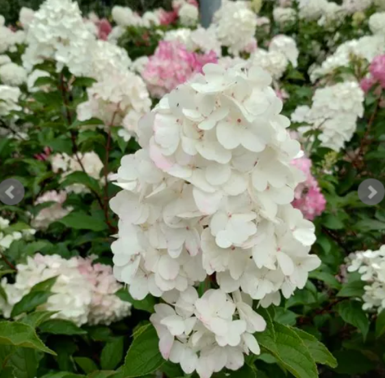 Hydrangea paniculata Grandiflora