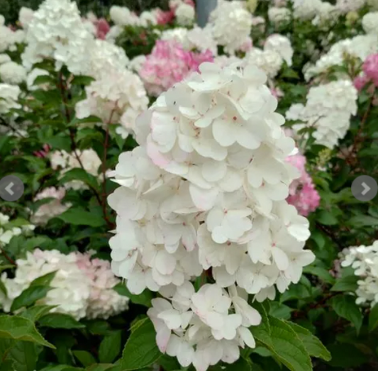 Hydrangea paniculata Grandiflora