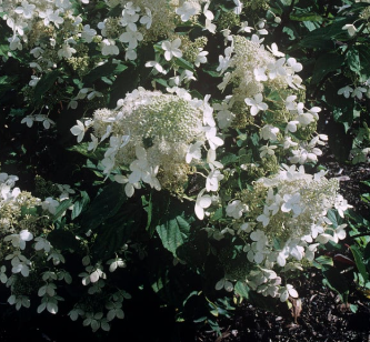 Hydrangea paniculata Greenspire
