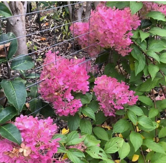 Hydrangea paniculata Pink Diamond