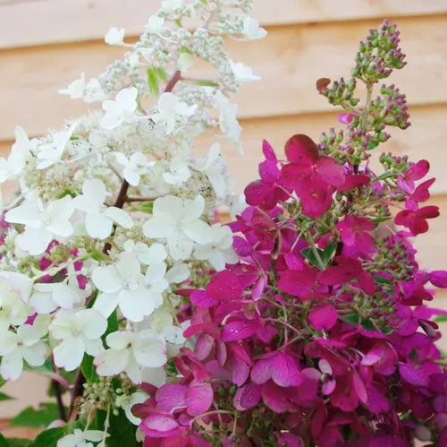 Hydrangea paniculata Candlelight
