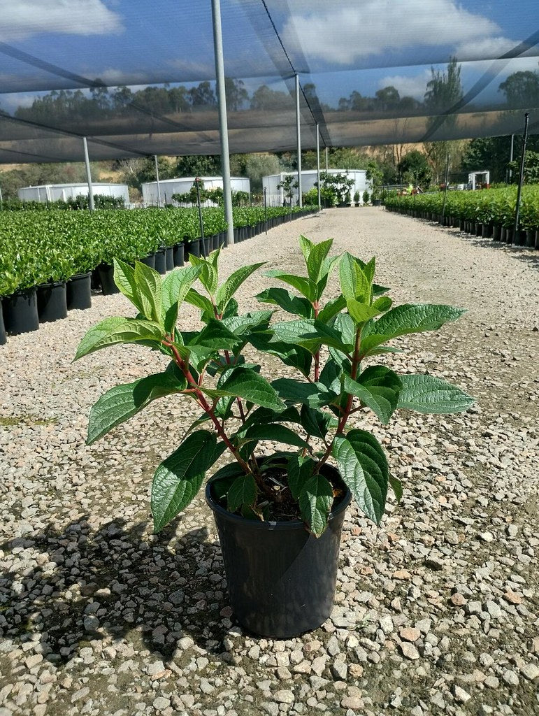 the plant broker