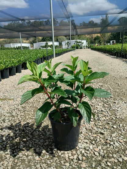 Hydrangea paniculata Candlelight