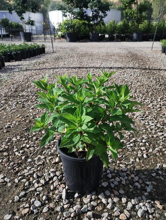 Hydrangea paniculata 'Mojito' pbr