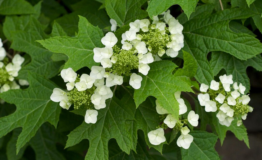Hydrangea quercifolia