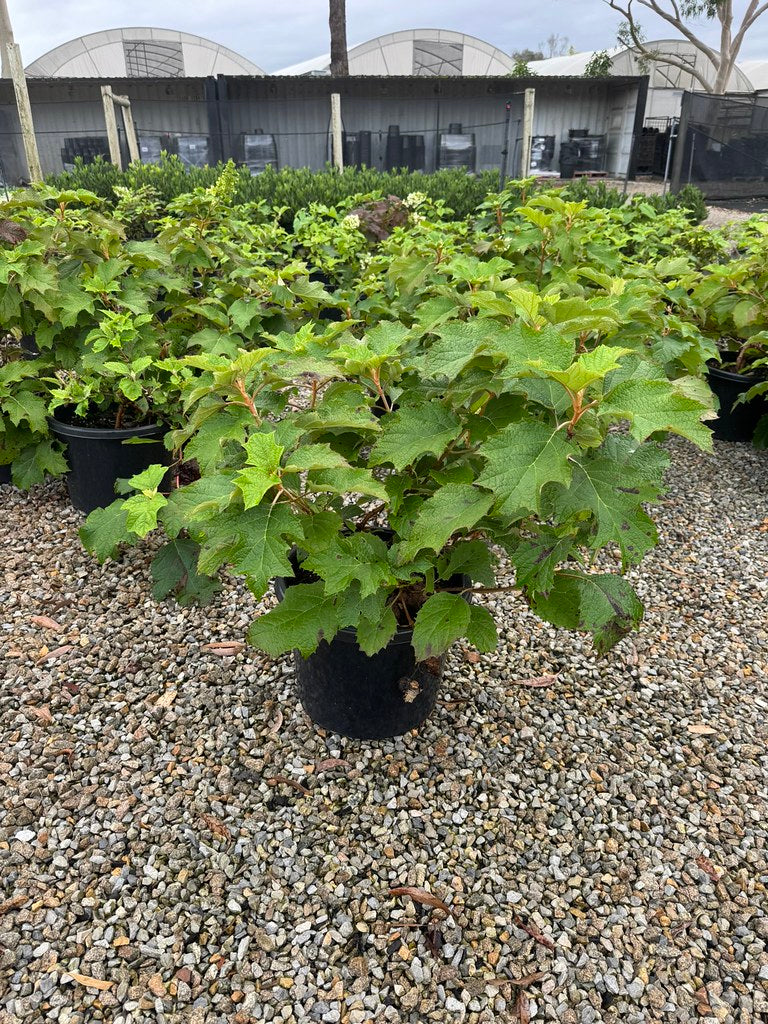 Hydrangea quercifolia