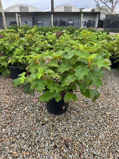 Hydrangea quercifolia