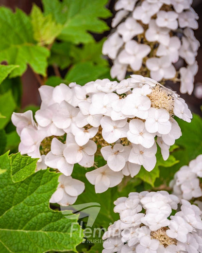 Hydrangea quercifolia Munchkin