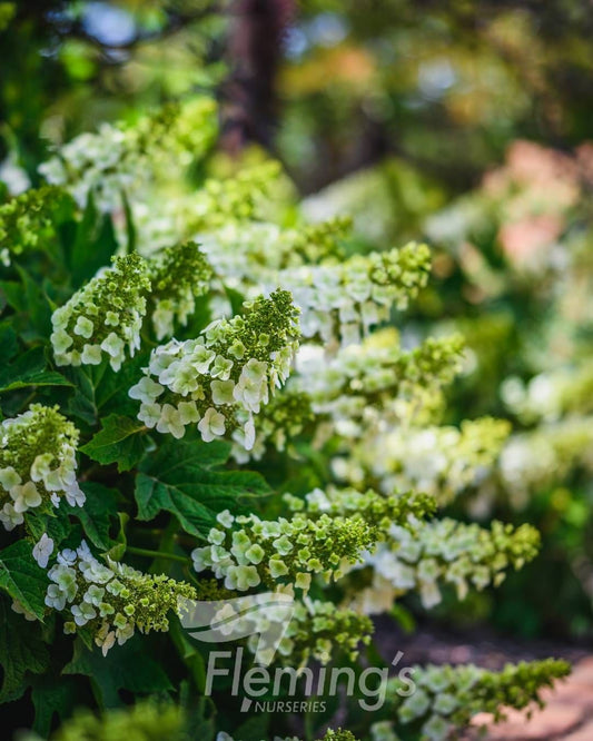 Hydrangea quercifolia Munchkin