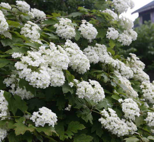 Hydrangea quercifolia Snow Flake