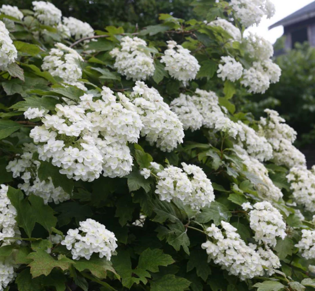 Hydrangea quercifolia Snow Flake