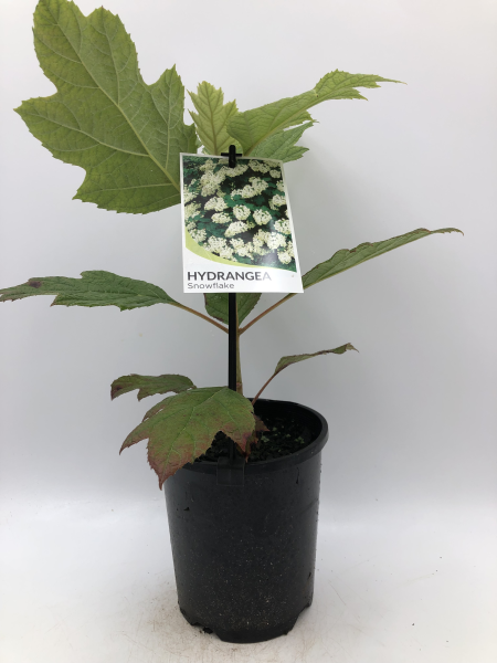 Hydrangea quercifolia Snow Flake