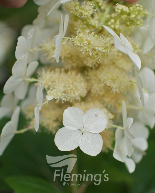 Hydrangea quercifolia Snow Queen