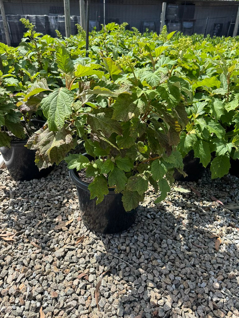 Hydrangea quercifolia Snow Flake