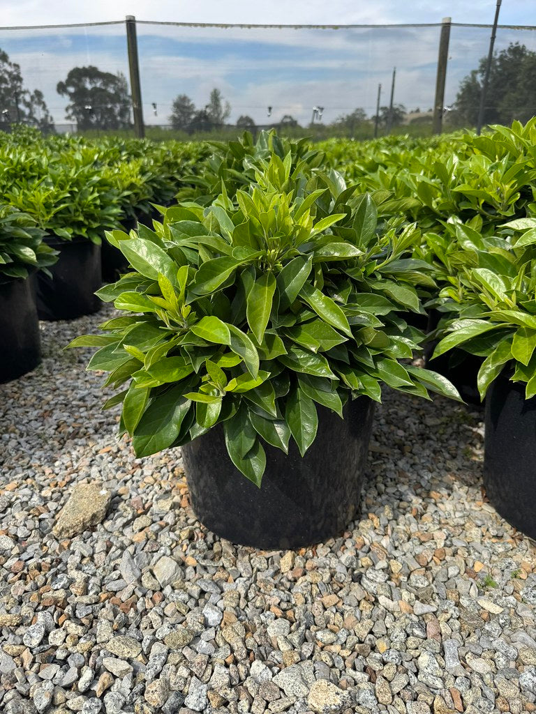 Hymenosporum flavum 'Lushious' pbr