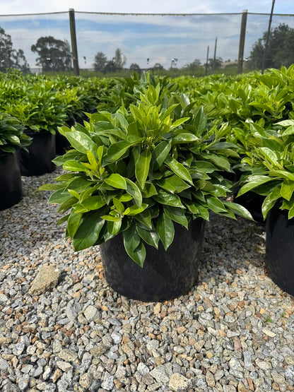 Hymenosporum flavum 'Lushious' pbr
