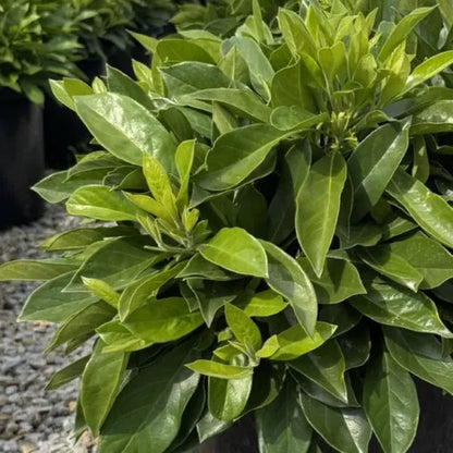 Hymenosporum flavum 'Lushious' pbr