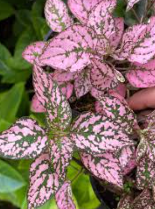 Hypoestes spp. Pink