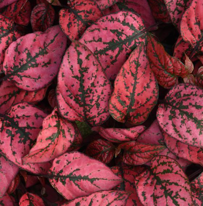 Hypoestes spp. Red
