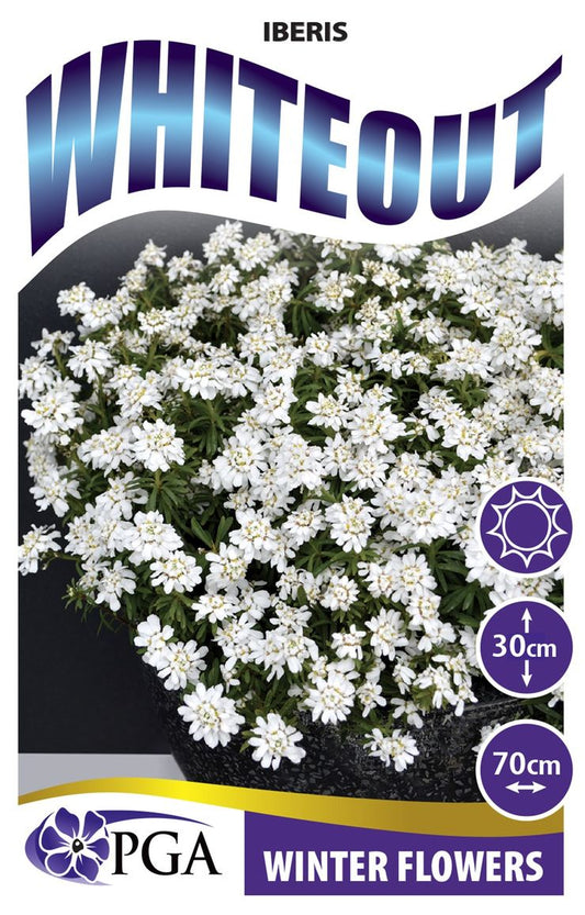 Iberis ‘Whiteout’