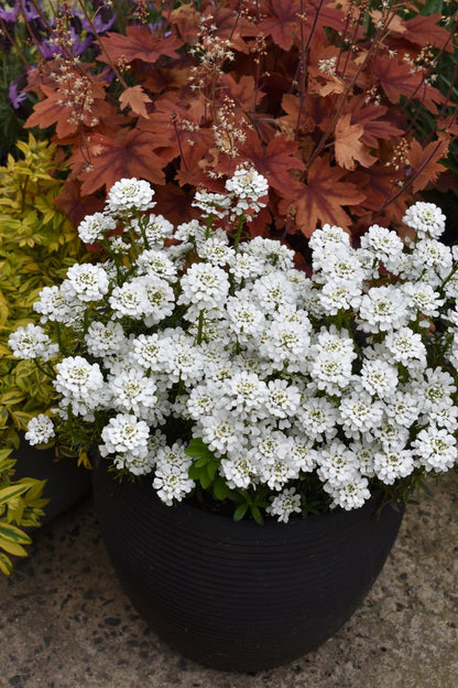 Iberis ‘Whiteout’
