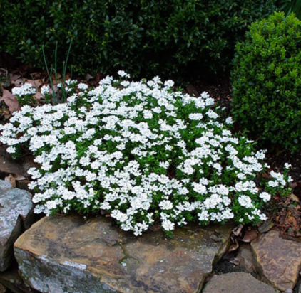 Iberis sempervirens Candy Tuft