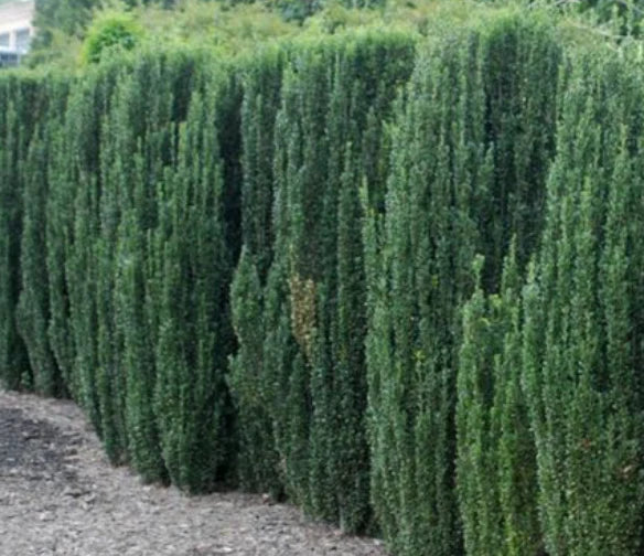 Ilex crenata