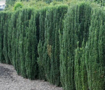 Ilex crenata
