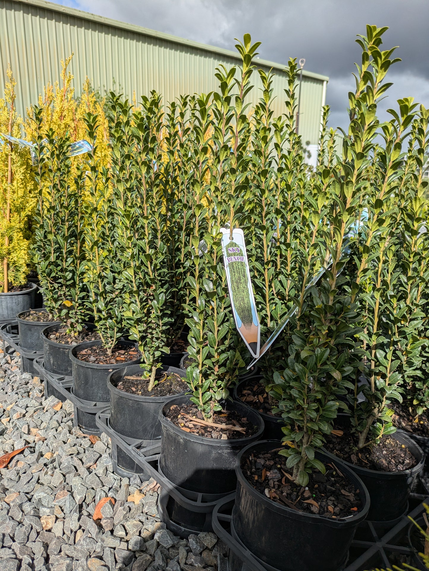 Ilex crenata