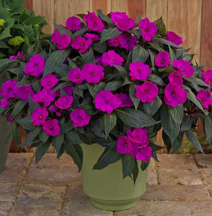 Impatiens Sunpatiens Compact Purple