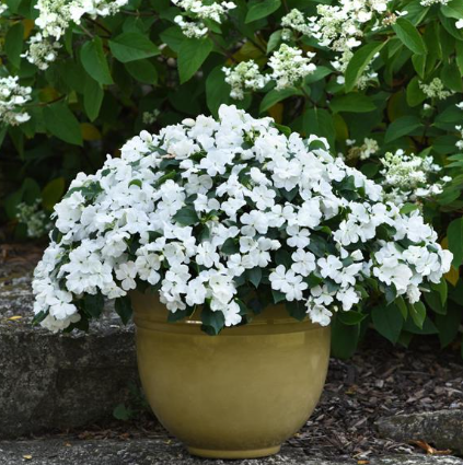 Impatiens Beacon White